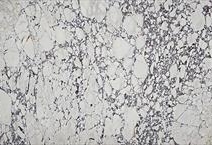 Calacatta Viola Extra